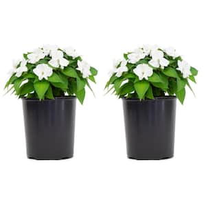 1 Gal. Compact White SunPatiens Impatiens Outdoor Annual Plant with White Flowers (2-Plants)