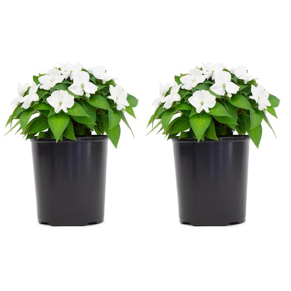 SunPatiens 1 Gal. Compact White SunPatiens Impatiens Outdoor Annual Plant with White Flowers (2-Plants)