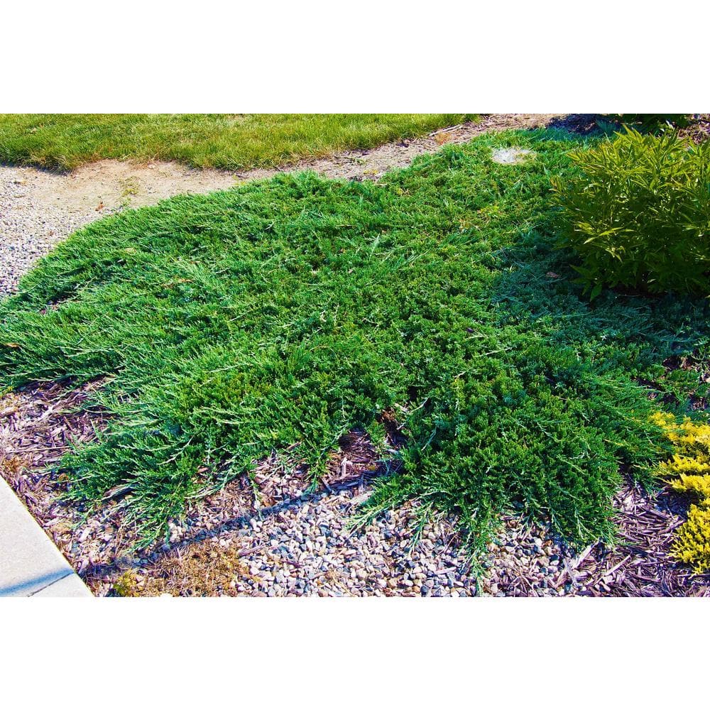 Orchards 1 Gal Broadmoor, Juniper Ground Cover