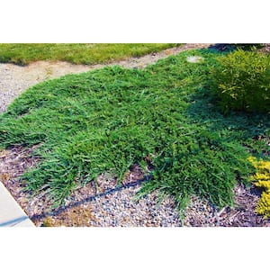 1 Gal. Broadmoor Juniper Shrub Excellent Evergreen Ground Cover with Graceful Spreading Foliage Drought Tolerant