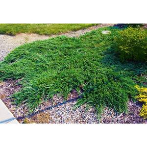1 Gal. Broadmoor Juniper Shrub Excellent Evergreen Ground Cover with Graceful Spreading Foliage Drought Tolerant