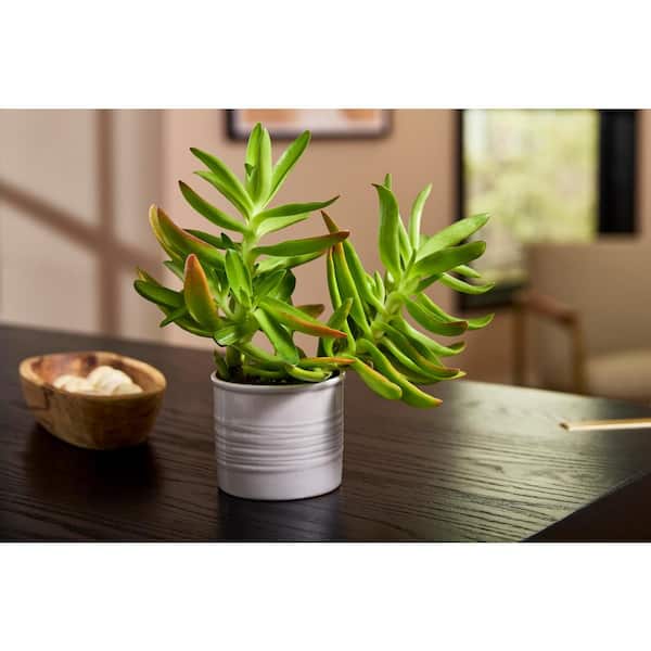 3.1 in. x 3.1 in. D x 2.8 in. H Taft Small Warm Gray Ceramic Pot