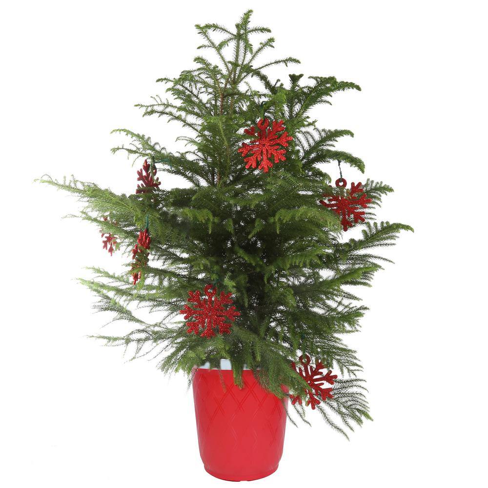 Costa Farms 10in Fresh Norfolk Island Pine In Red Decor Pot 10norfolkpine The Home Depot