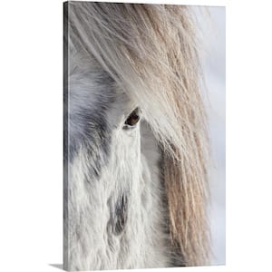 "Icelandic Horse with typical winter coat, Iceland" by Martin Zwick Canvas Wall Art