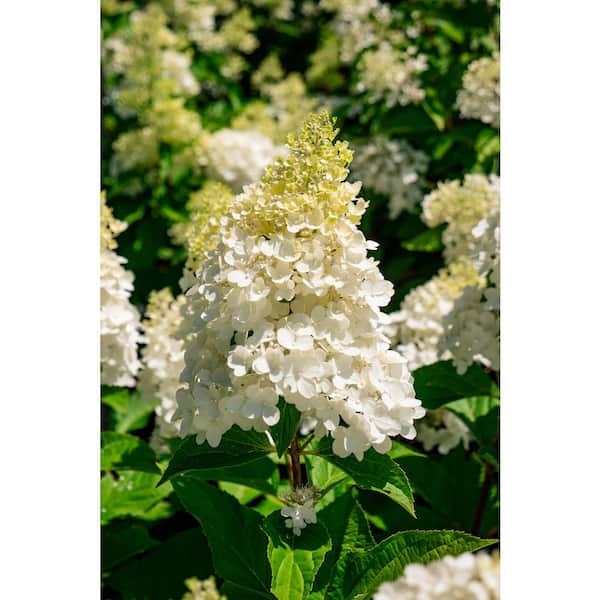 BLOOMIN' EASY 2 Gal. Bouncy Hydrangea (Paniculata) Live Shrub