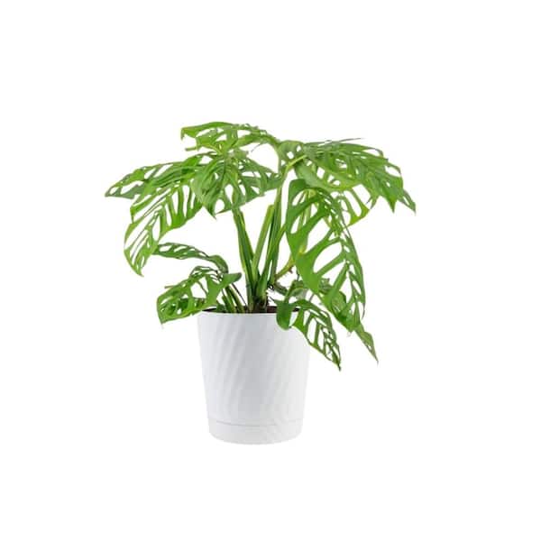 Vigoro Trending Tropical Monstera Esqueleto Indoor Plant in 10 in