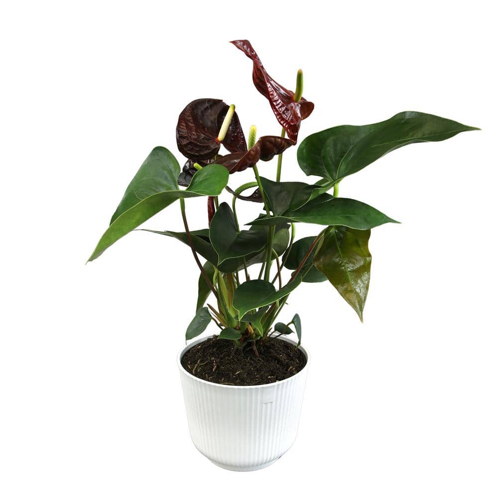 south peak plants出品 altman-plants-house-plants-