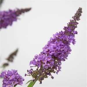 2 Gal. Ultra Violet Buddleia With Violet Panicle Bloom Clusters, Live Deciduous Shrub