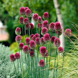 6/Plus cm, Drumsticks Allium Flower Bulbs, Purple (Bag of 100)