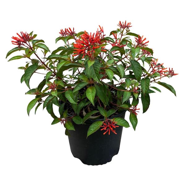 3 Gal. Firebush Scarlet Bush Flowering Shrub with Orange Red Flowers