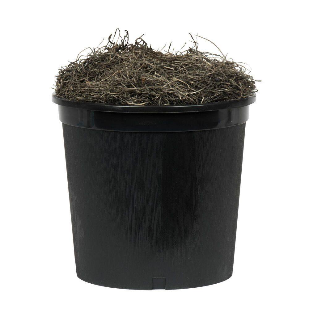 59" Outdoor Silk Japanese Maple Bush in Black Plastic Pot