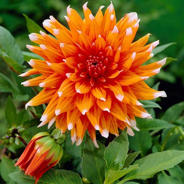 VAN ZYVERDEN Dahlias Spectacle Bulbs (Set of 5) 84123 - The
