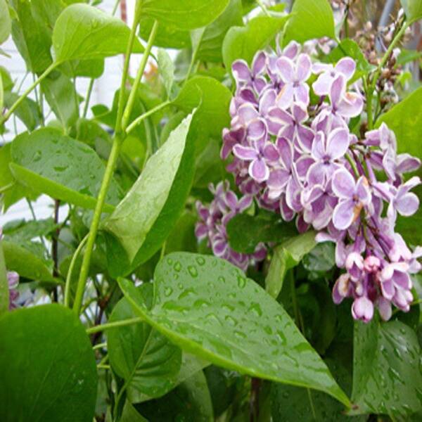 OnlinePlantCenter 1 gal. Sensation French Hybrid Lilac Tree