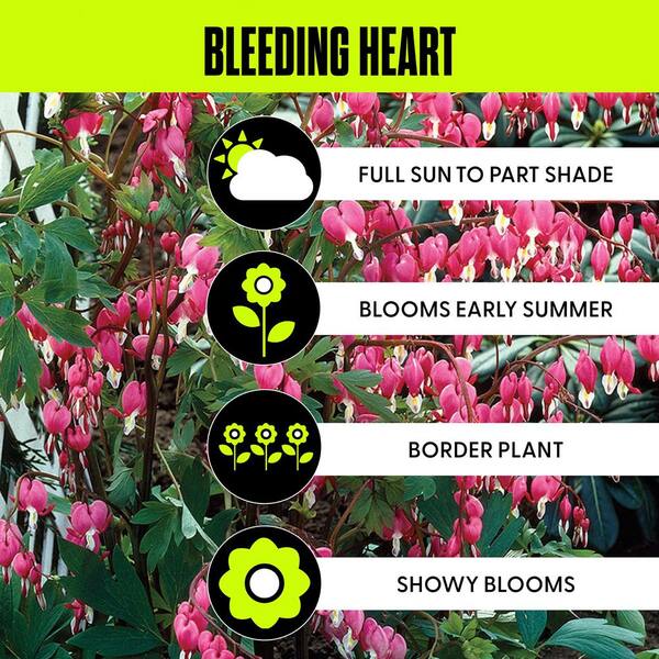 VAN ZYVERDEN Bleeding Hearts Roots (5-Set) 83527 - The Home Depot