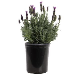 2 Gal. Purple Spanish Lavender Plant