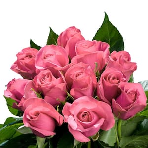 Fresh Pink Roses Bulk (100 Stems)