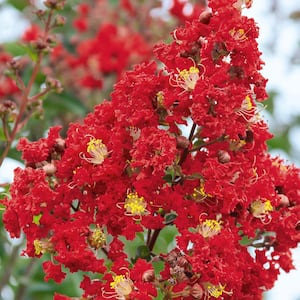 2.5 Gal. Miss Frances Crape Myrtle Tree with Red Blooms and Green Foliage