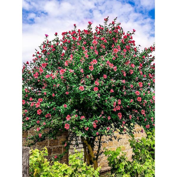 5 gal. Red Althea, Rose of Sharon, Deciduous, Tree Form