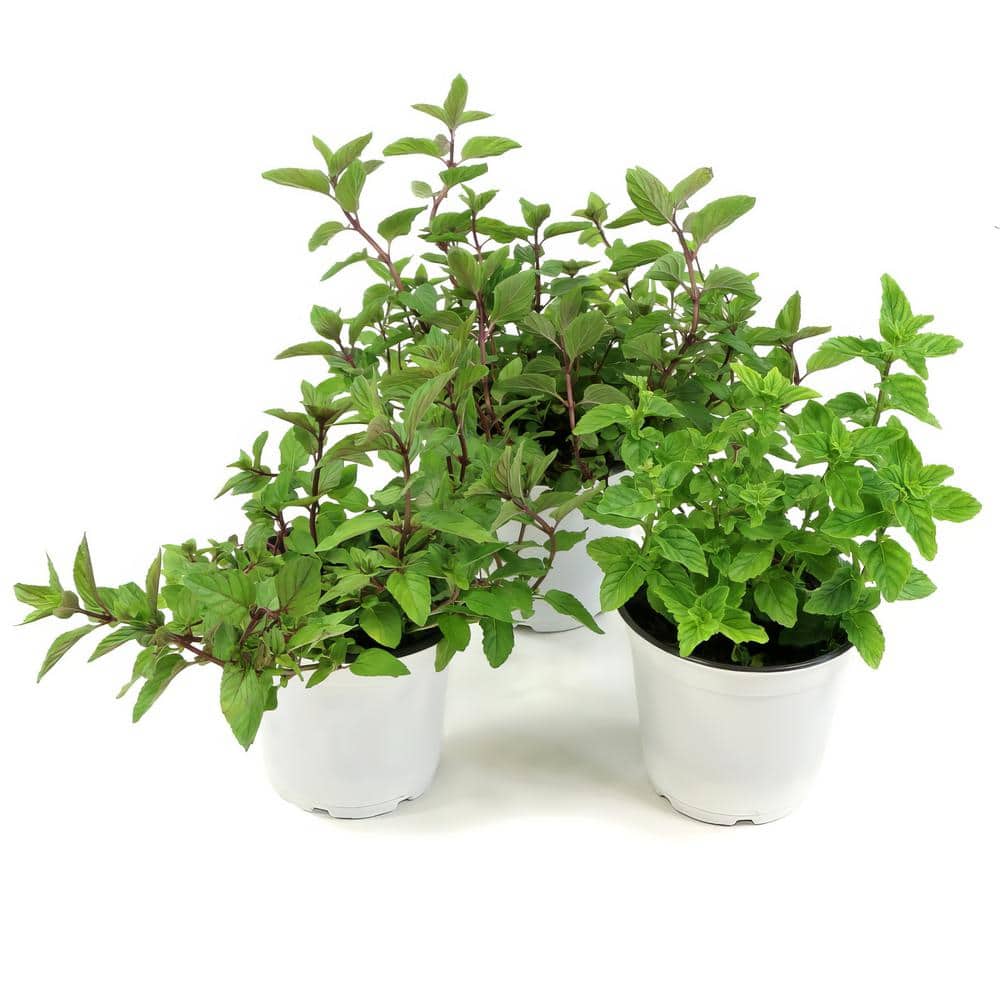 4-Inch Peppermint Herb Plant Pack, Fragrant and Edible