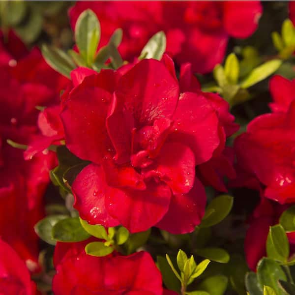 ENCORE AZALEA 7 Gal. Autumn Bonfire Shrub with Clear Red Reblooming Flowers