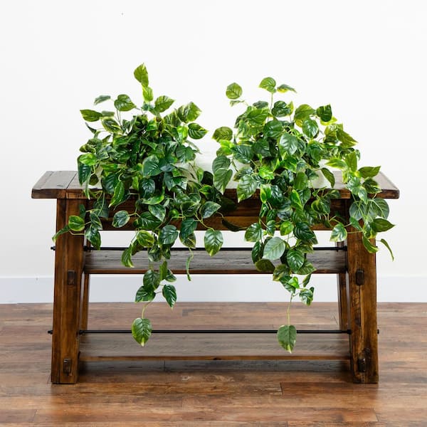 philodendron campii Philodendron campii 'Lynette' – Foliage Factory main image 0