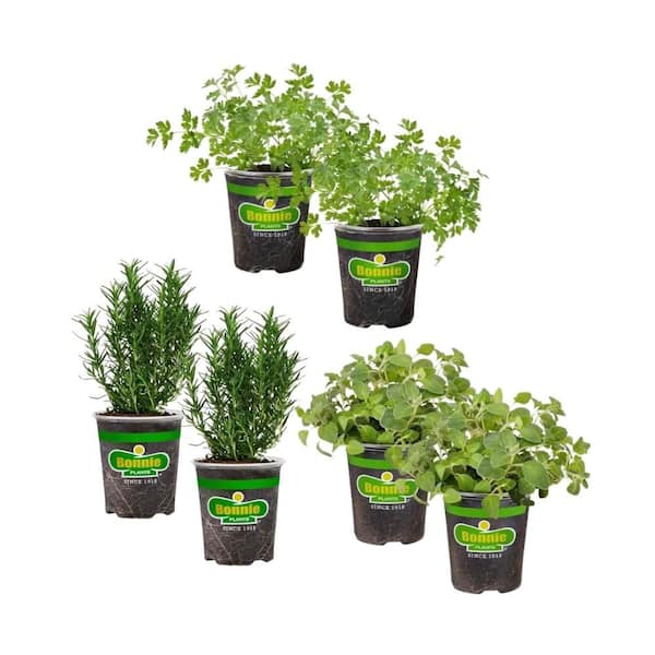 19 oz. Italian Herb Plant Bundle: Oregano (2-Pack), Flat Leaf Parsley (2-Pack), Rosemary (2-Pack)