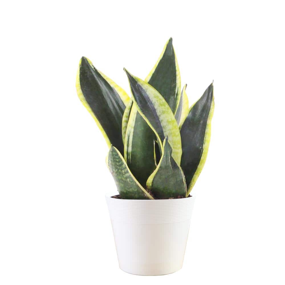 vigoro-snake-plants-1004548596