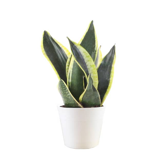 Vigoro Snake Plant (Sansevieria Trifasciata) 6 in. Golden Flame