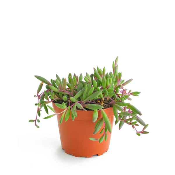 Shop Succulents Ruby Necklace Hanging Succulent, Othonna Capensis, Fully  Rooted Live 4 in. Succulent Plant 1-RUBY-4 - The Home Depot