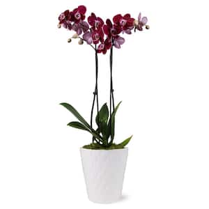 Premium Orchid (Phalaenopsis) Dark Purple Plant in 5 in. White Ceramic Pottery