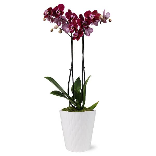 Just Add Ice Premium Orchid (Phalaenopsis) Dark Purple Plant in 5 in. White Ceramic Pottery