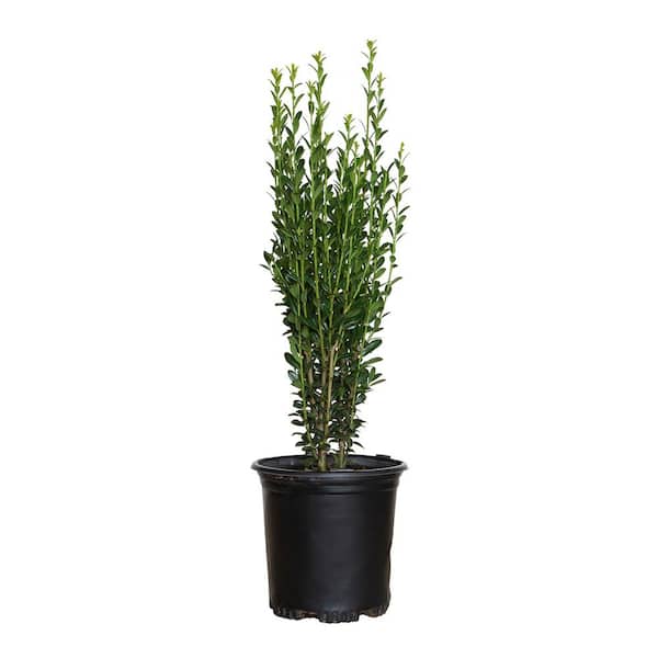 2.5 Qt. Sky Pencil Japanese Holly(Ilex), Live Shrub, Upright Growth Habit