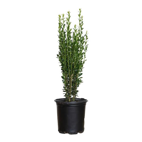 FLOWERWOOD 2.5 Qt. Sky Pencil Japanese Holly(Ilex), Live Shrub, Upright Growth Habit