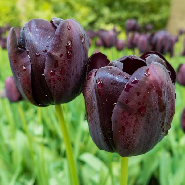 Van Bourgondien Queen of the Night Tulip Bulbs (100-Pack)