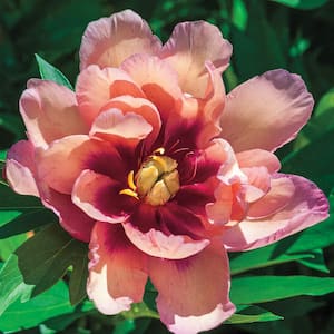 4 in. Pot Kopper Kettle Itoh Peony Live Perennial Plant
