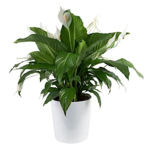Spathiphyllum Peace Lily Indoor Plant in 9.25 in. White Decor Planter, Avg. Shipping Height 2-3 ft. Tall