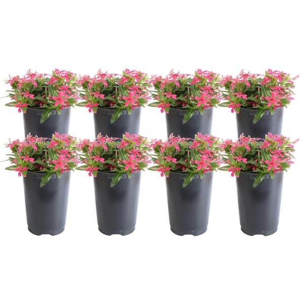 Costa Farms Pink Catharanthus Annual Vinca Soiree Kawaii Outdoor Flowers in 1 Qt. Grower Pot, Avg Shipping Height 9 in. (8-Pack)