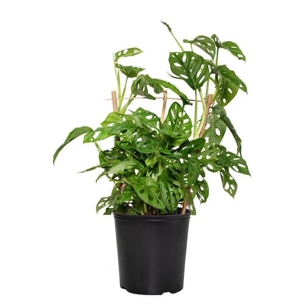 national PLANT NETWORK 10 in. (Philodendron) Monstera Adansonii in 3g Grower Container (1-Plant)