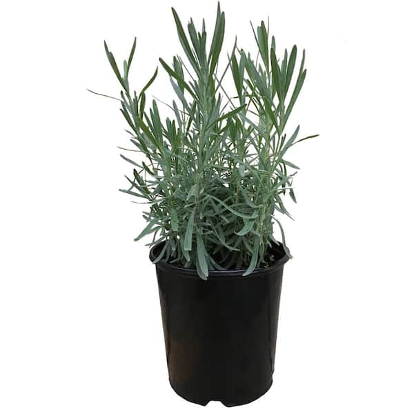 Unbranded French Lavender (Lavandula) Grosso Plant