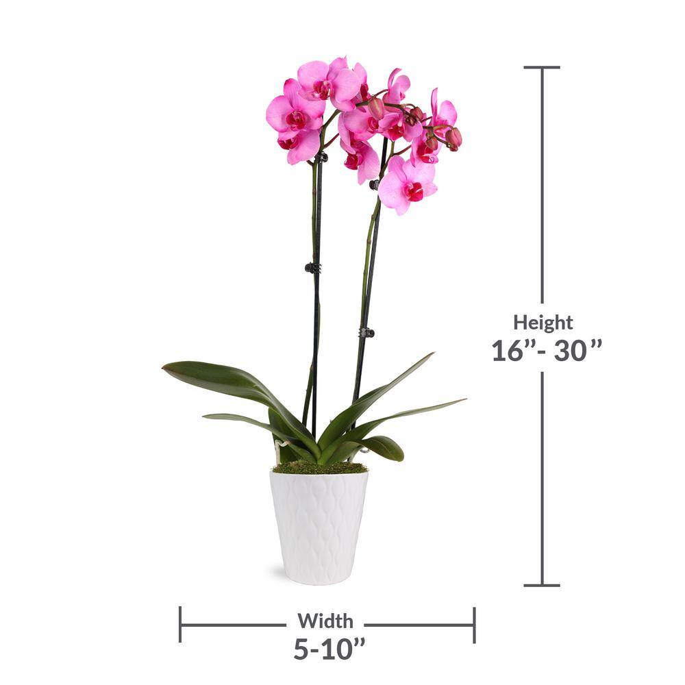 Watercolor Pink Orchid in White Ceramic Pot, 16-30 Inches