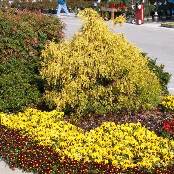 2.5 qt. Paul's Gold (False Cypress) Chamaecyparis Live Evergreen Shrub with Yellow Foliage