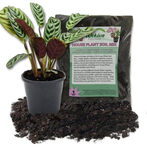 Wekiva Foliage Calathea Burle Marxii Prayer Plant and Soil Mix Combo-Live  Plant in a 4 in. Pot with 1-Quart HousePlant Soil Mix CalBuMSo4x1 - The  Home Depot
