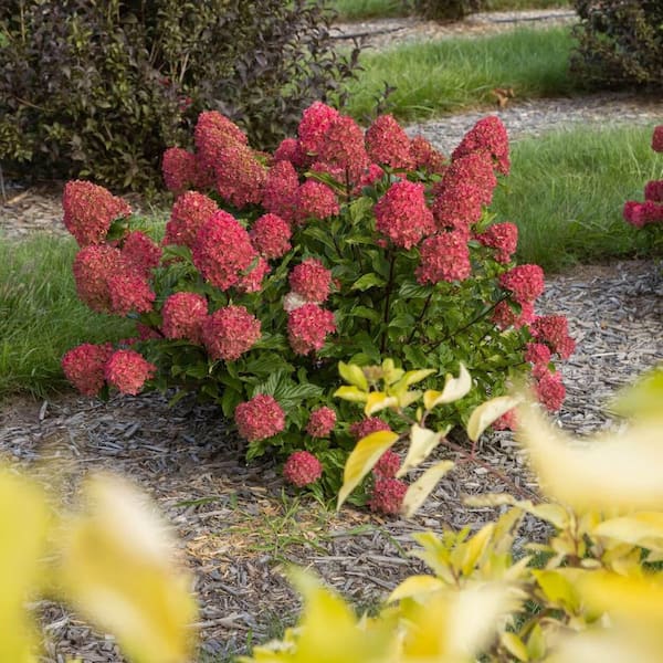2 Gal. Spring Sizzle Panicle Hydrangea (Paniculata) Plant