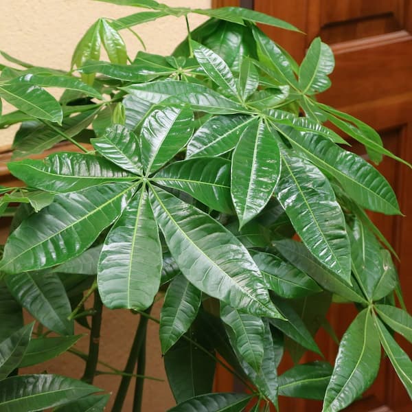 national PLANT NETWORK Braided Money Tree Plant in 6 in. Grower Container