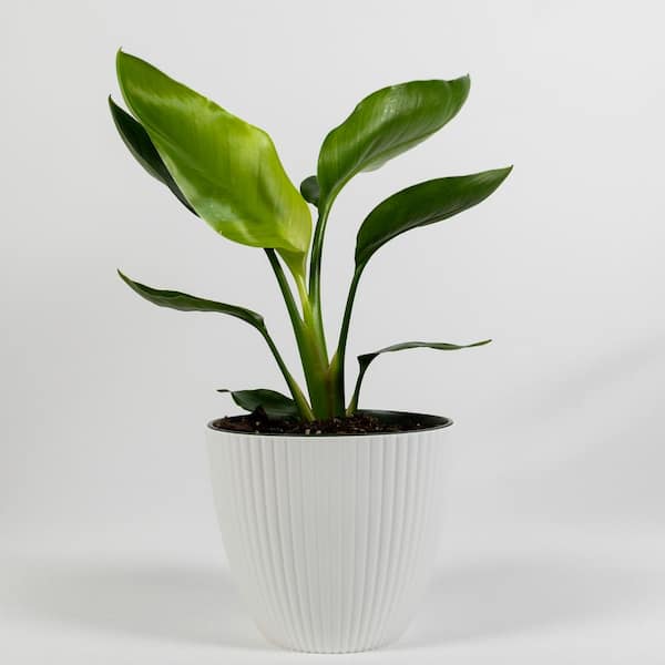  Giant White Bird of Paradise (Strelitzia Nicolai) Live  Plant Inside 6 in Decorator White Ribbed Planter ANCSTRWHIWRP06 - The Home  Depot