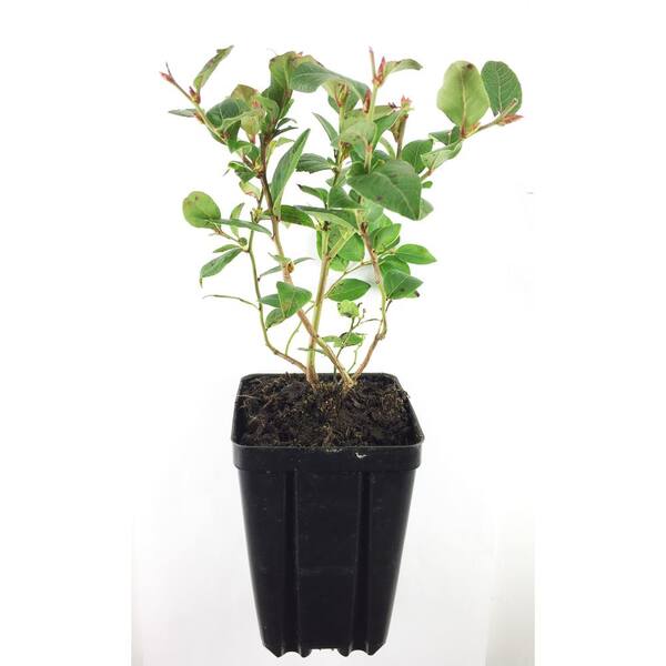 Sweet Berry Selections Northblue Blueberry Fruit Bearing Potted Shrub