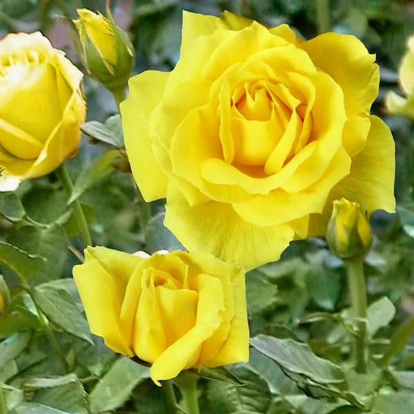 national PLANT NETWORK 2.5 in. Miniature Rose Buttermint (3-Pack)