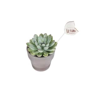 Wild Interiors 5 in. Green Echeveria Succulent in Terra Cotta Pot