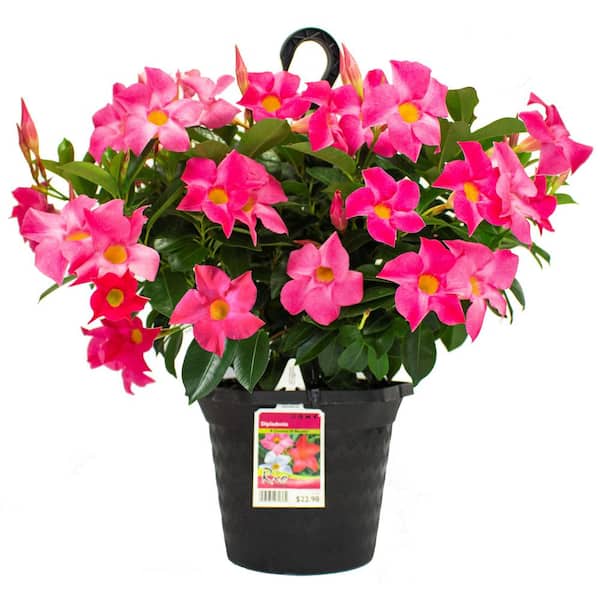 Rio 1.15 Gal. Hanging Basket Dipladenia Flowering Annual Shrub with Pink Flowers