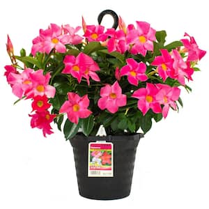 1.15 Gal. (#10) Hanging Basket Dipladenia Flowering Annual Shrub with Pink Blooms